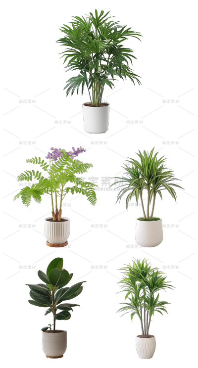 植物通用实景盆栽绿植元素素材