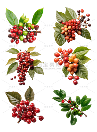 2309SC-素材组合-咖啡豆原料植物免抠png元素素材