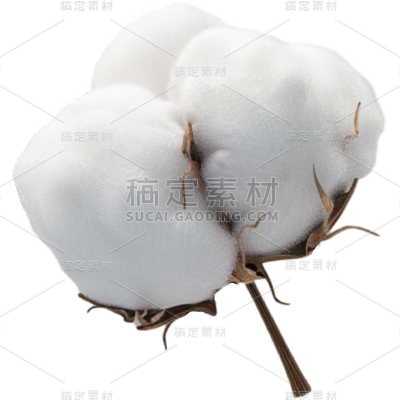植物通用实景白色棉花元素素材