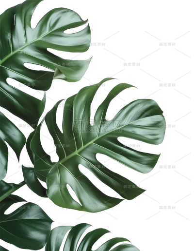 植物系列写实植物侧边框