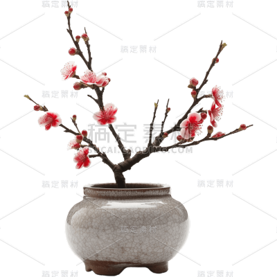 梅花盆栽