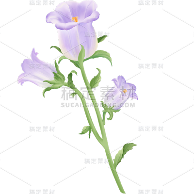 春天春日春季氛围感花朵植物插画元素素材