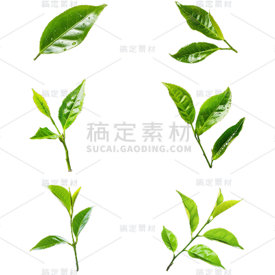 植物实景茶叶芽元素素材组合合集