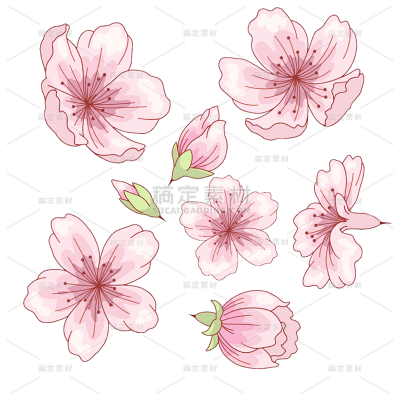 装饰系列插画风浪漫花朵花苞花瓣（td）