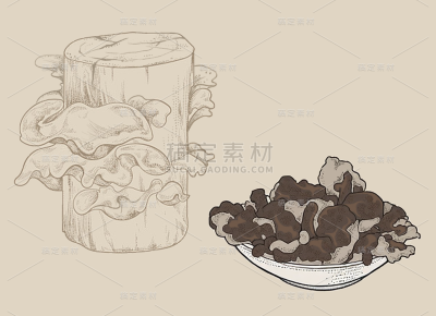 插画系列手绘风木耳线稿元素（td）