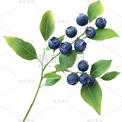 果蔬系列- 通用-写实一树枝蓝莓贴纸