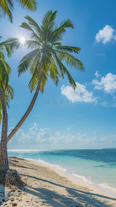 植物通用实景海边椰子树沙滩背景场景图片素材
