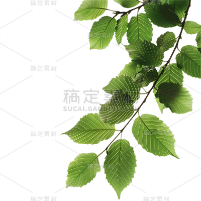 植物通用实景半边植物元素素材