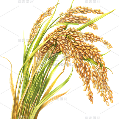植物通用写实插画麦穗元素素材