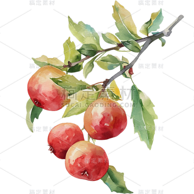 水彩风格水果苹果樱桃插画