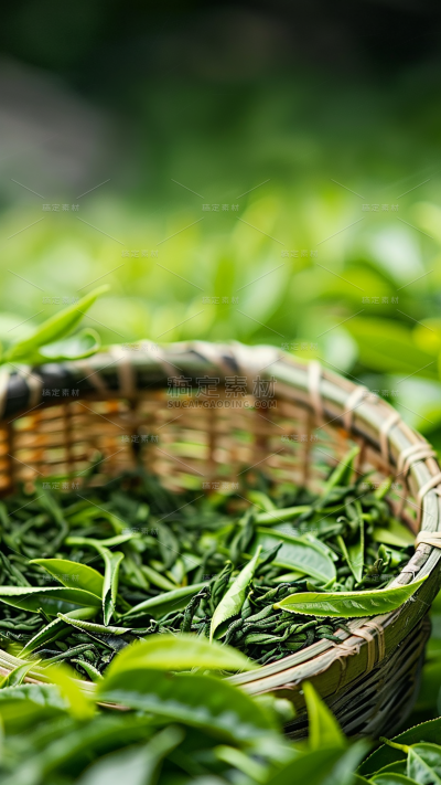 植物通用实景绿色茶叶茶园场景背景图片素材