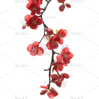 红色梅花