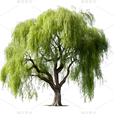 通用实景树木绿色植物柳树元素贴纸