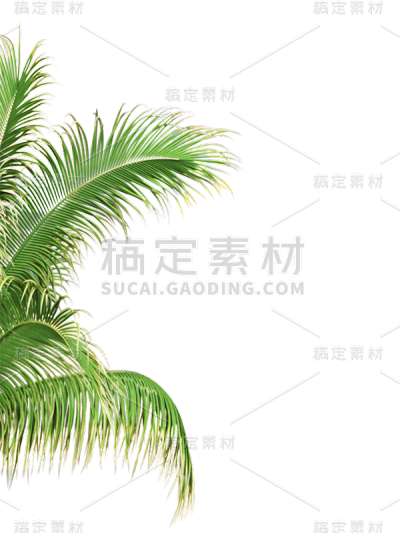 绿色叶子植物树叶