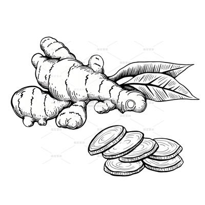 植物系列黑白生姜线稿元素（td）