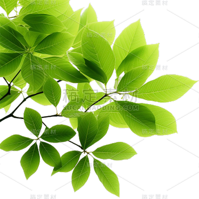 通用绿色树叶植物叶子元素贴纸