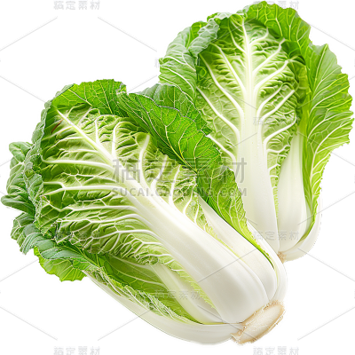 果蔬系列-通用-写实蔬菜-青菜系列贴纸 
