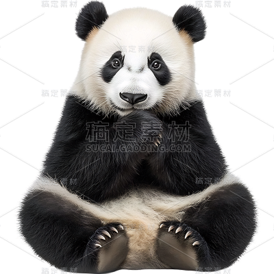 动物系列通用写实一只熊猫动物贴纸