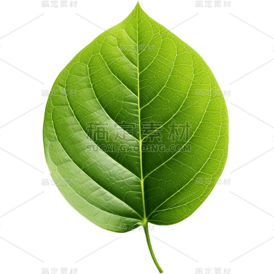 植物绿叶叶子