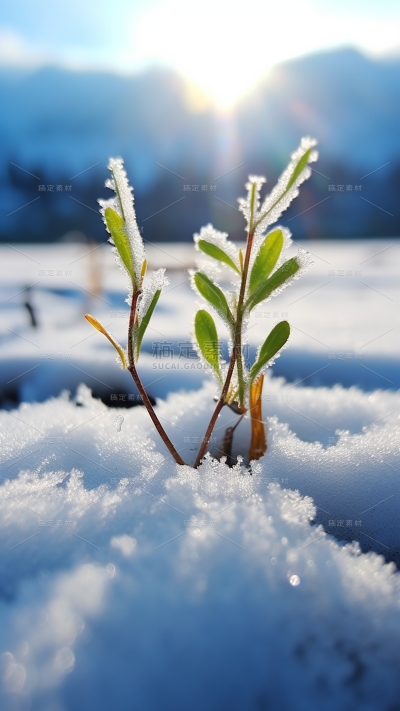 冬天冬季冬日雪景风景植物背景