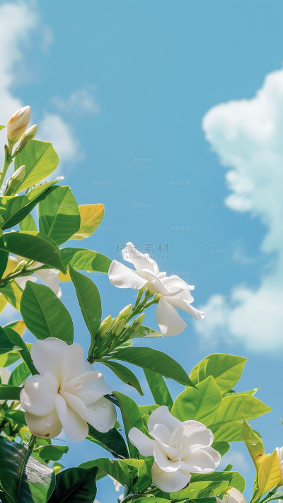 植物系列写实蓝天下特写茉莉花枝元素