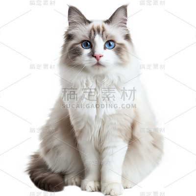 通用-写实长毛猫贴纸 动物系列