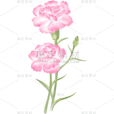 母亲节康乃馨花朵插画贴纸