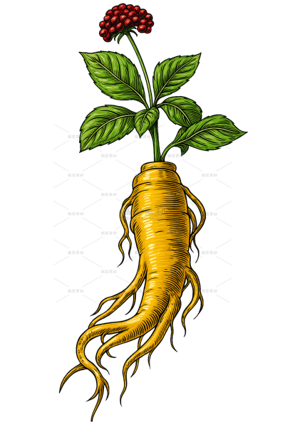 植物系列插画风人参元素（td）