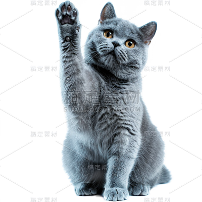 写实蓝猫蓝白贴纸动物系列
