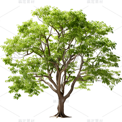 通用实景树木绿色植物元素