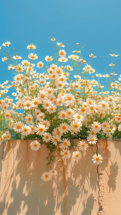 植物实景清新雏菊鲜花背景场景图片素材