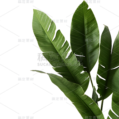 绿色植物叶子树叶装饰元素