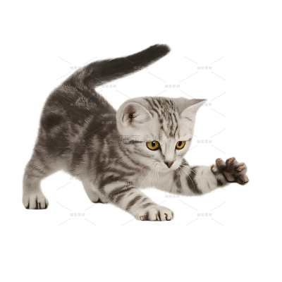 动物系列写实感小猫扑地（td）