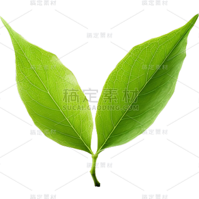 通用绿色植物叶子元素贴纸