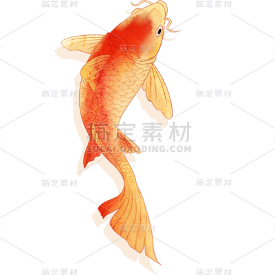 春节氛围元素插画锦鲤贴纸