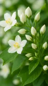 茉莉花元素