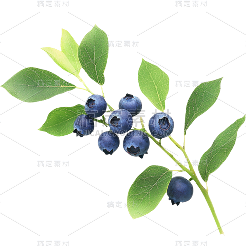 果蔬系列- 通用-写实一树枝蓝莓贴纸
