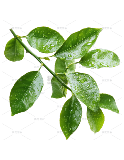 植物系列实景感绿叶叶芽
