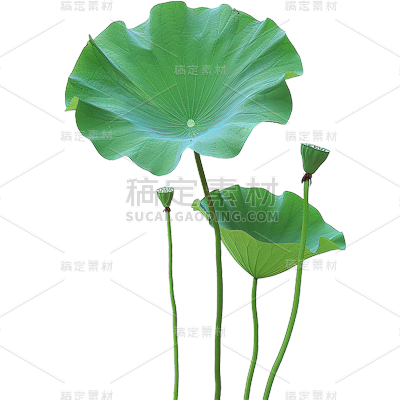 夏天通用实景荷叶绿色植物元素素材