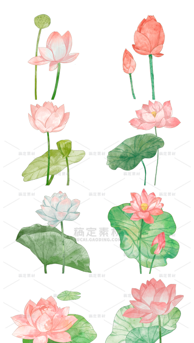 2309SC-素材组合-水彩荷花花卉常规贴纸