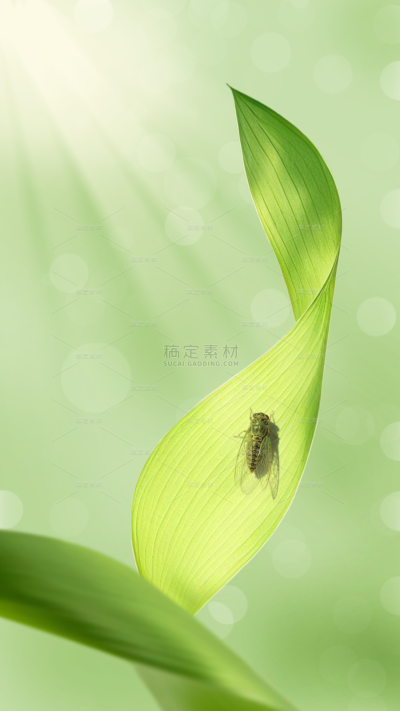 小暑大暑光影感荷叶蜻蜓近景模糊背景