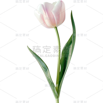 植物通用粉色实景郁金香元素素材