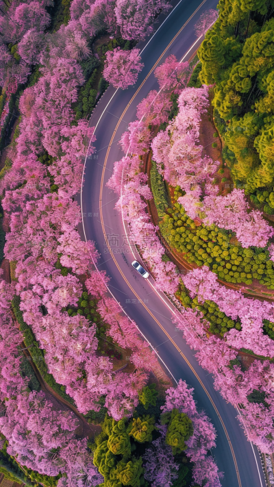 植物通用实景樱花航拍背景场景图片素材