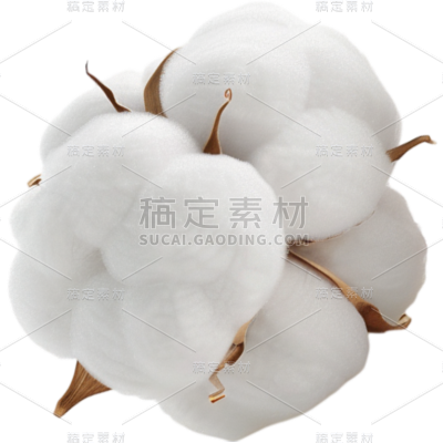 植物通用实景白色棉花元素素材
