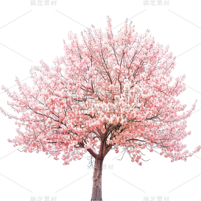 植物实景粉色单棵樱花树元素素材