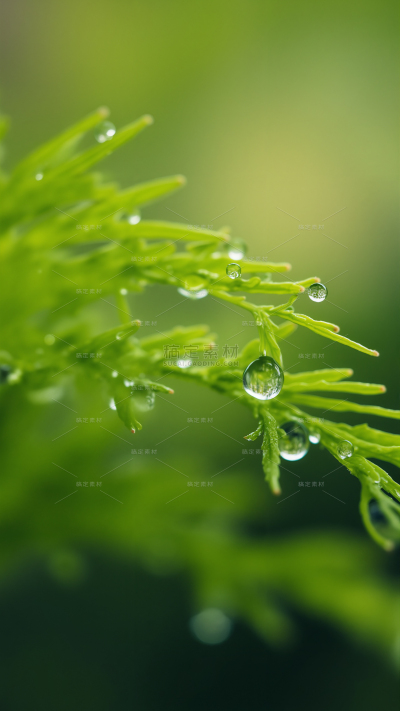 白露实景感植物露珠背景