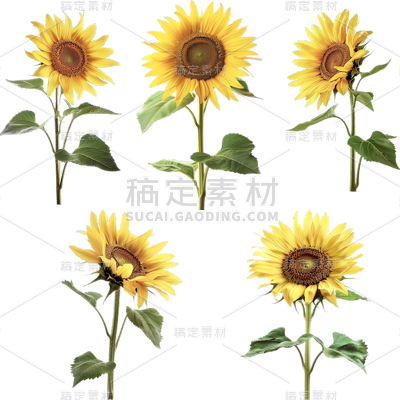 植物通用实景单枝黄色向日葵元素素材