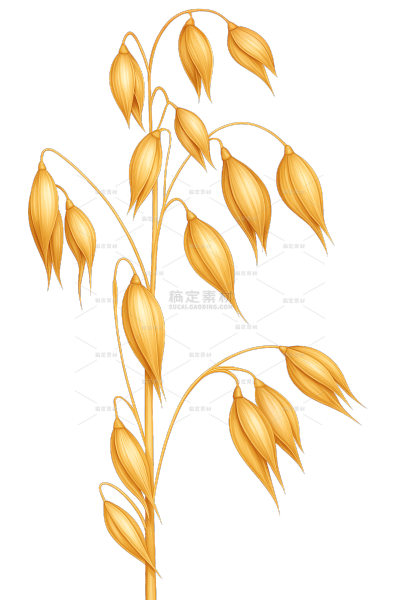 植物系列插画风谷物元素（td）