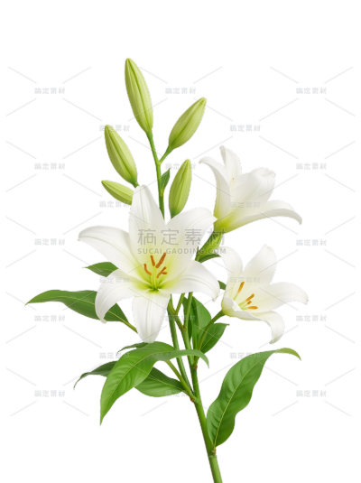 植物系列写实风百合花花枝元素