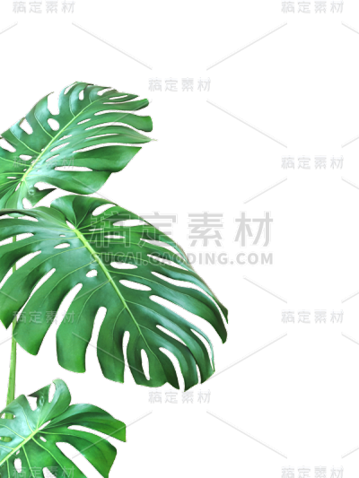 绿色叶子植物树叶龟背竹